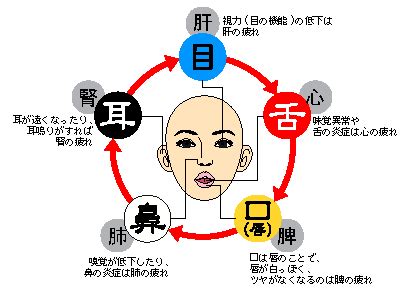 鼻 五行|生命活動の5本柱「五臓」